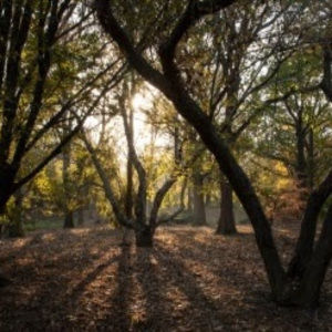 Meet your Posher, Caleb greene